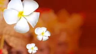 Celebrate Indonesia’s Independence Day with a 150% Bonus